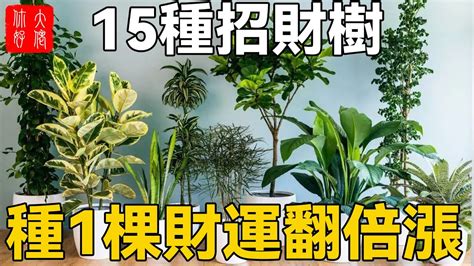 招財樹風水|【植物風水】招財樹有哪些？不是綠手指沒關係！